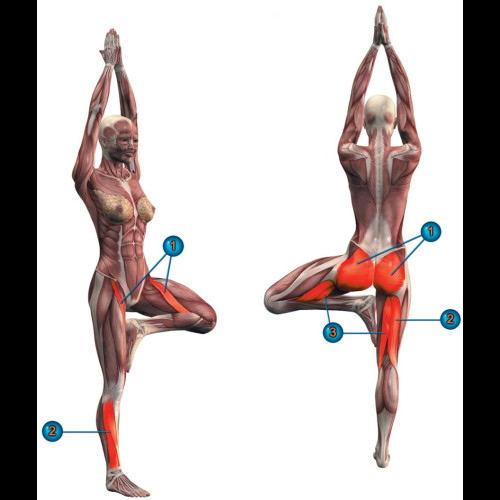 Не только "Врикшасана ", но и "мозг в супер-режиме"