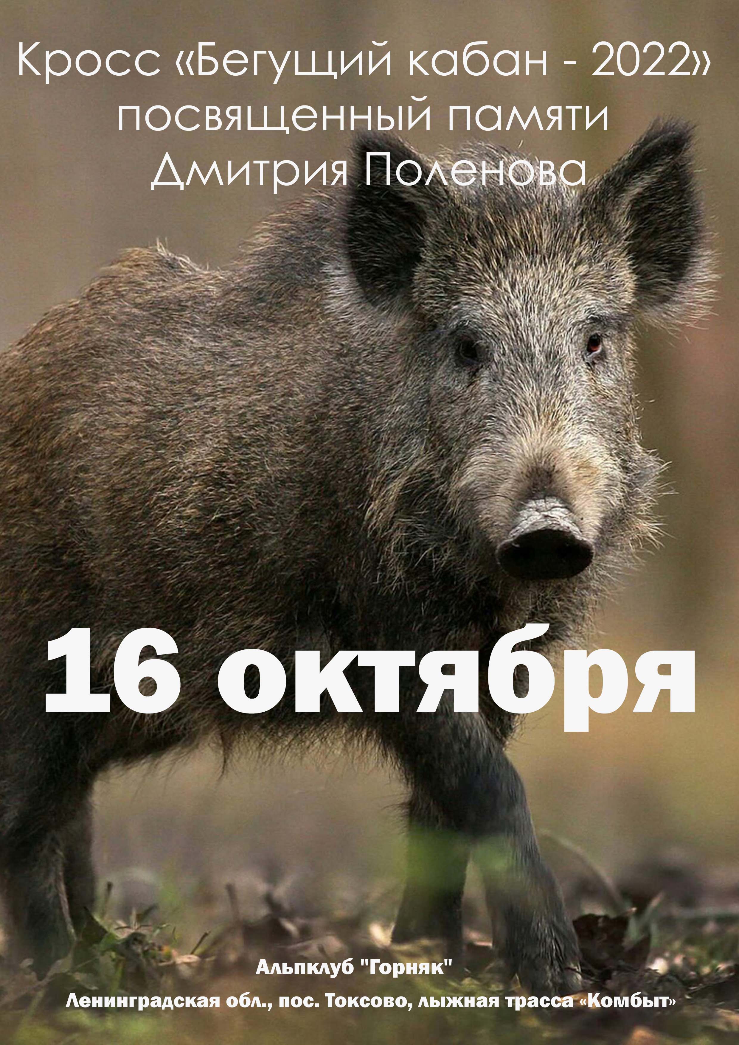 Кросс «Бегущий кабан - 2022» посвященный памяти Дмитрия Поленова 16 октября 2022 года Место: Россия, Ленинградская область, Всеволожский район, Токсовское городское поселение, городской посёлок Токсово, Буксировочная канатная дорога 